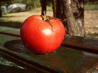 Ripe tomatoes on a outdoor table