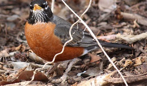 American Robin