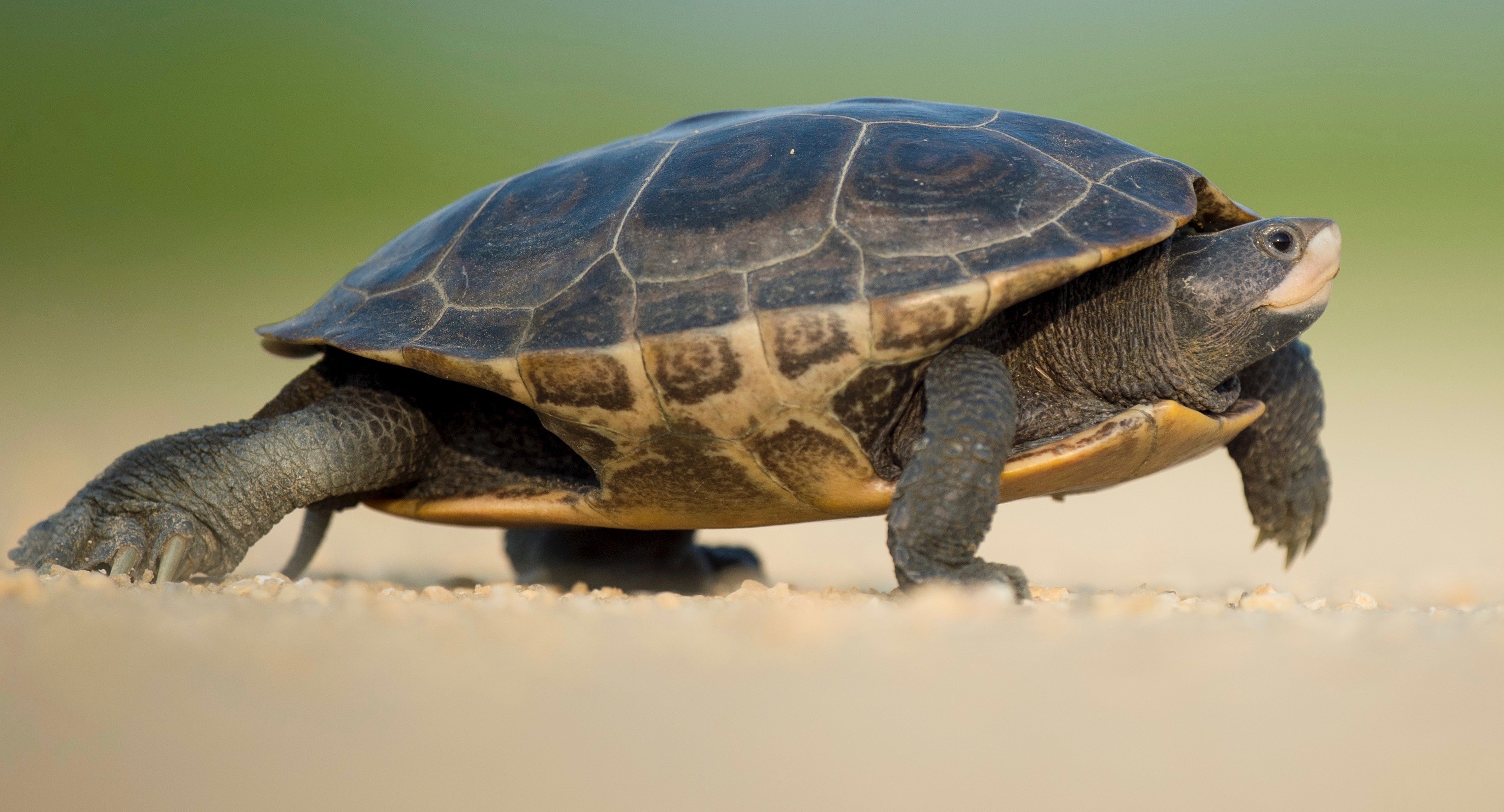 Turtle Tu turtle – My Turn