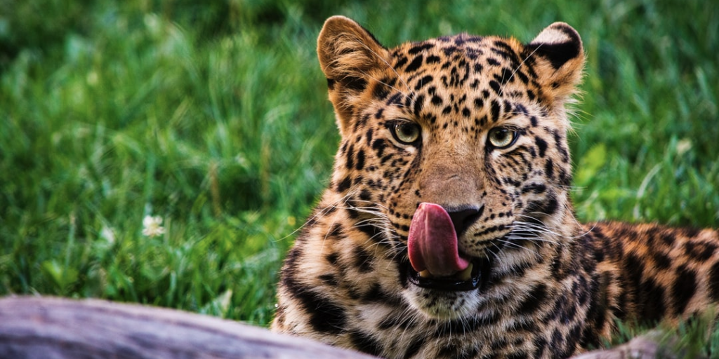 It Leopard leopard – My Turn