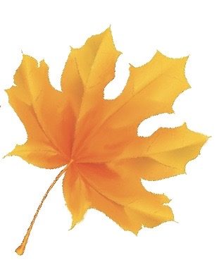 Orange and gold maple leaf