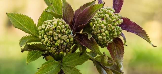 Cluster of small green buds surrounded by pointed, serrated leaves on a stem, against a blurred natural background.