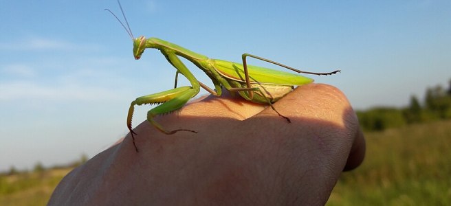 A praying mantis resting calmly on a human hand in natural light.
